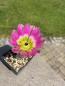 Preview: Echinocereus pectinatus